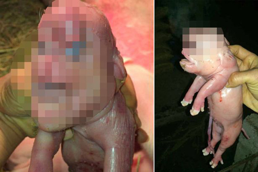 Mutant pig 